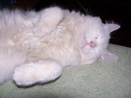 15 реакций котов на повседневные ситауции