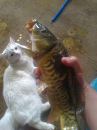 15 реакций котов на повседневные ситауции