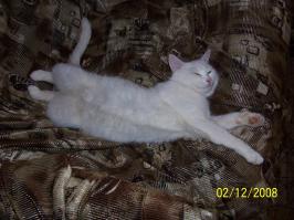 10 признаков кошачьей любви