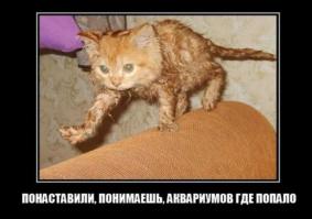 Удачная кошачья рыбалка 