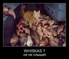 Удачная кошачья рыбалка 