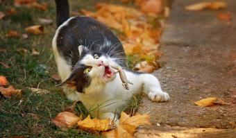 Удачная кошачья рыбалка 