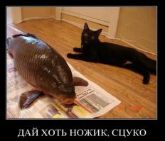 Удачная кошачья рыбалка 