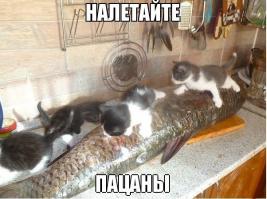 Удачная кошачья рыбалка 