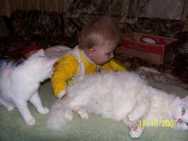 10 признаков кошачьей любви