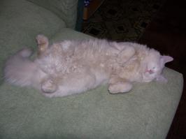 10 признаков кошачьей любви