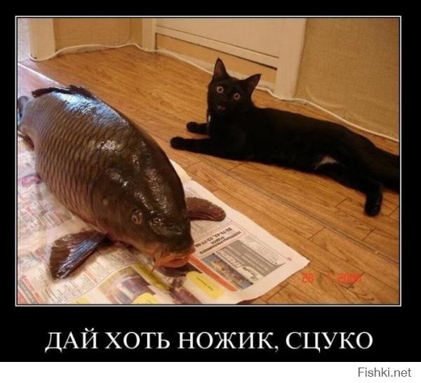 Удачная кошачья рыбалка 