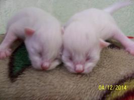 В воскресение родились: