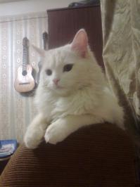 Кошки – тогда и сейчас