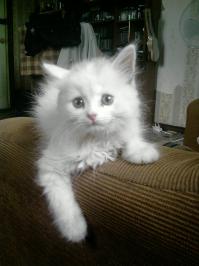 Кошки – тогда и сейчас