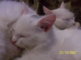 Кошки – тогда и сейчас