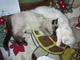 Был у меня похожий котейка...