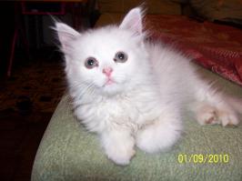 Белые и пушистые