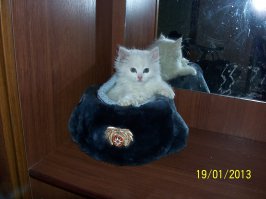 Эти животные знают, как не замерзнуть зимой