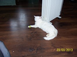 Эти животные знают, как не замерзнуть зимой