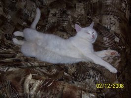 Правила жизни настоящего котэ