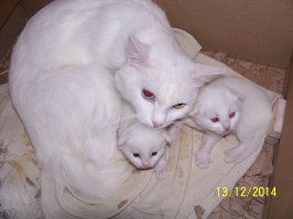 37 самых милых детенышей животных 2014 года