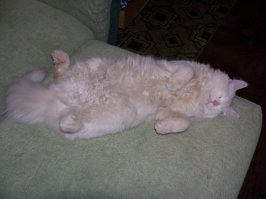 25 зверушек, которые с нетерпением ждут выходных, чтобы выспаться