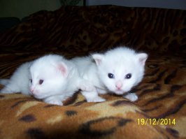 Милые белые медвежата