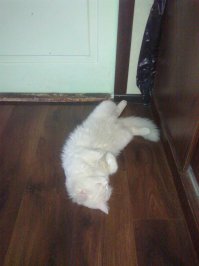 Не будите спящего кота!  