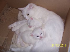 Кошка с котенком