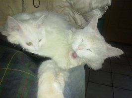 Они старались,как могли