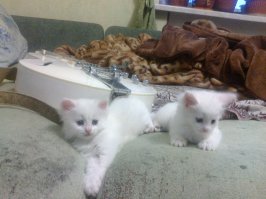 Они старались,как могли