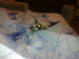 Котенок Гав - он существует