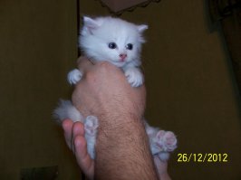 Котята приняли участие в интересной игре!