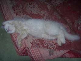 21 пример феноменальной кошачьей логики  