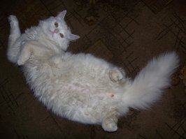 21 пример феноменальной кошачьей логики  