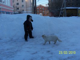 Как нужно выгуливать кота зимой