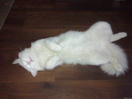 Домашние питомцы ждут хозяев с работы