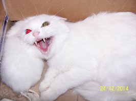 Кот защищает имущество 