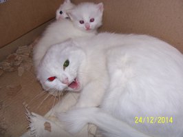 Кот защищает имущество 