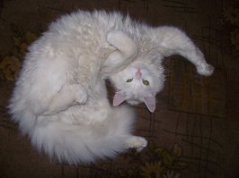 20 котов, которые постигли тайны ниндзя