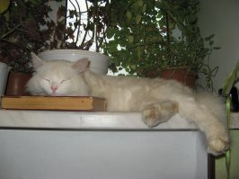 20 котов, которые постигли тайны ниндзя