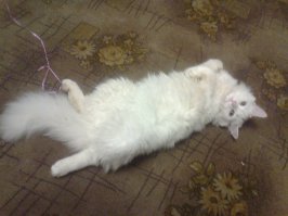 16 котов, понимающих, что значит похмелье