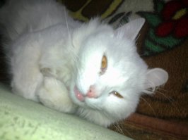 16 котов, понимающих, что значит похмелье