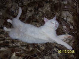 Идеальные места для отдыха по версии котиков