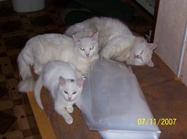 25 поводов завести кота