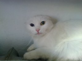 Боевые коты