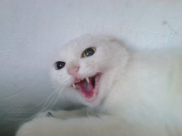 Боевые коты