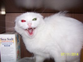 Боевые коты