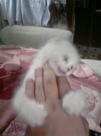 Боевые коты