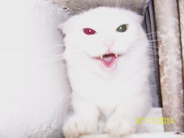 Боевые коты