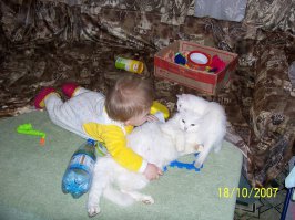 17 котов, из которых получились прекрасные няни