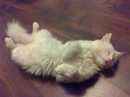 21 причина, почему мы не можем перестать любить кошек