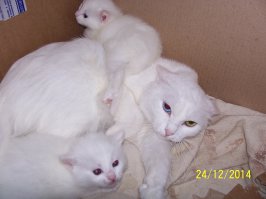  Кошка Марта и котята