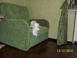  Кошка Марта и котята